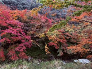 紅葉シーズン🍁