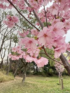 花粉症対策として最強！