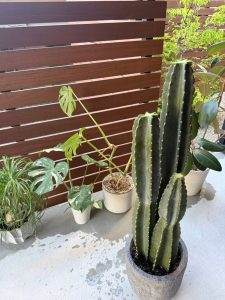 植物が元気な季節になりました