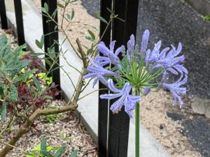 お庭から感じる季節
